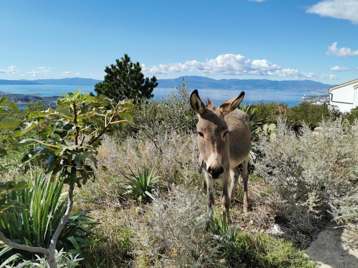 Apartment Suzi Donkey Farm With Seaview