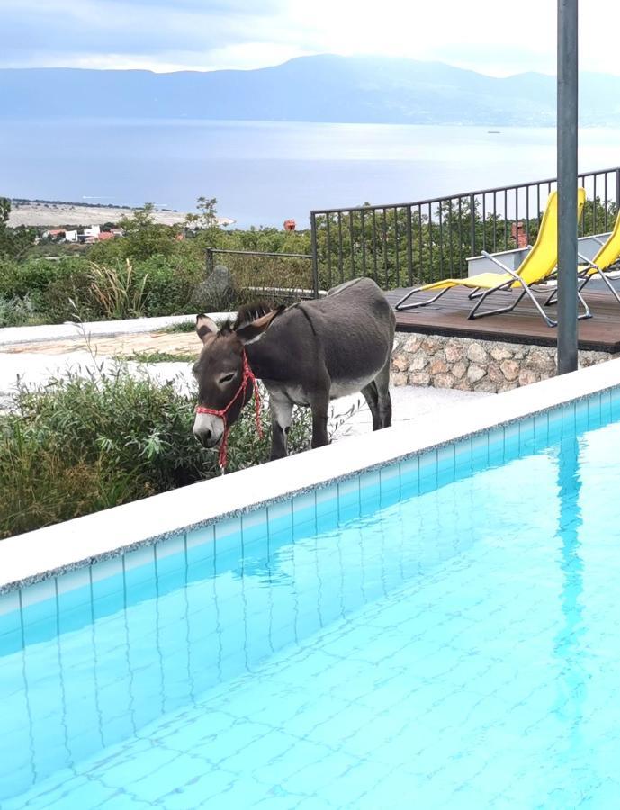 Suzi Donkey Farm With Seaview