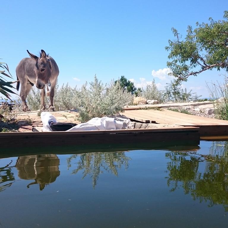Suzi Donkey Farm With Seaview Apartment Smrika