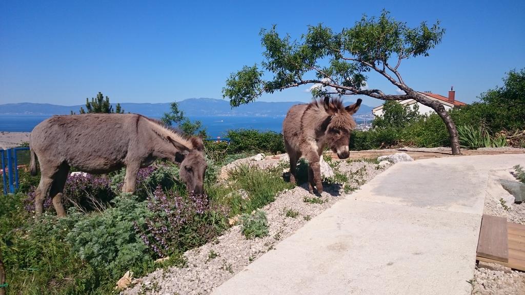 Apartmán Suzi Donkey Farm With Seaview