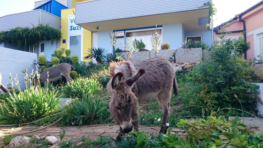 Apartment Suzi Donkey Farm With Seaview Smrika