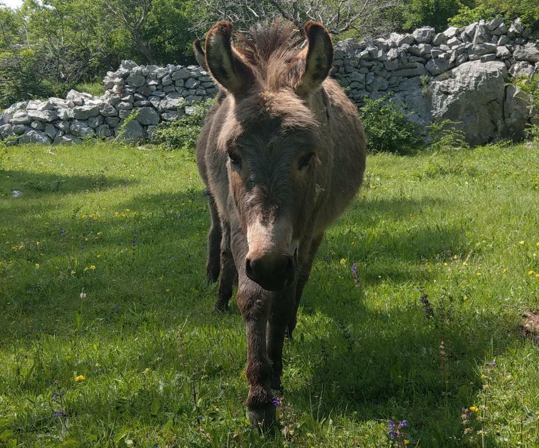Suzi Donkey Farm With Seaview Apartment