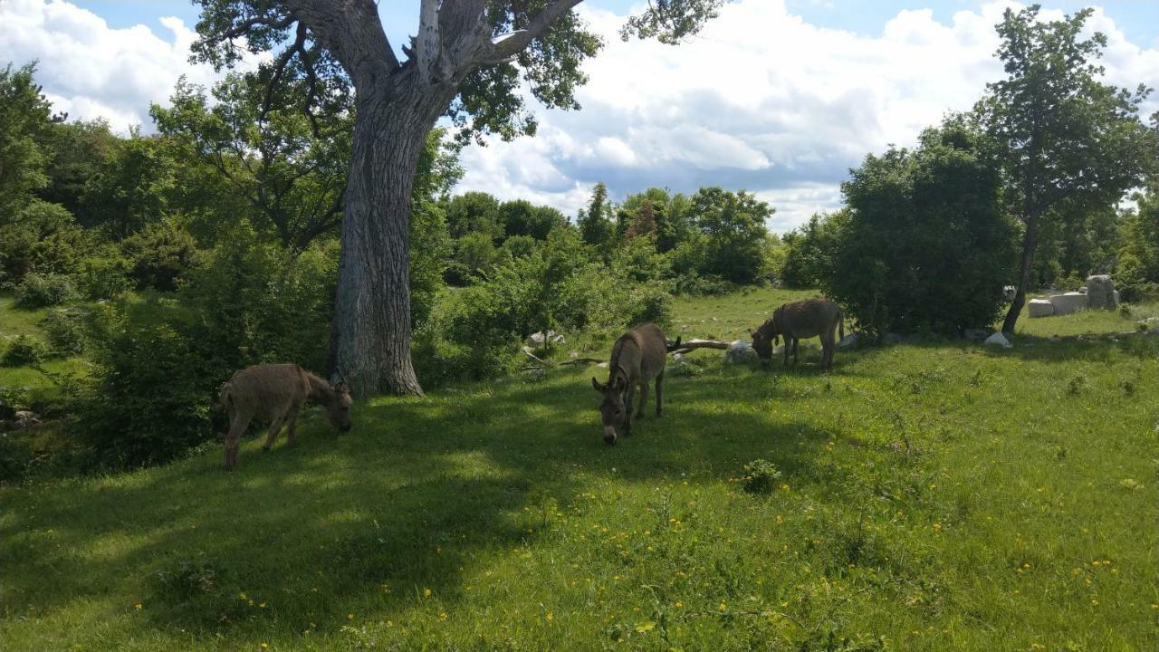Suzi Donkey Farm With Seaview *