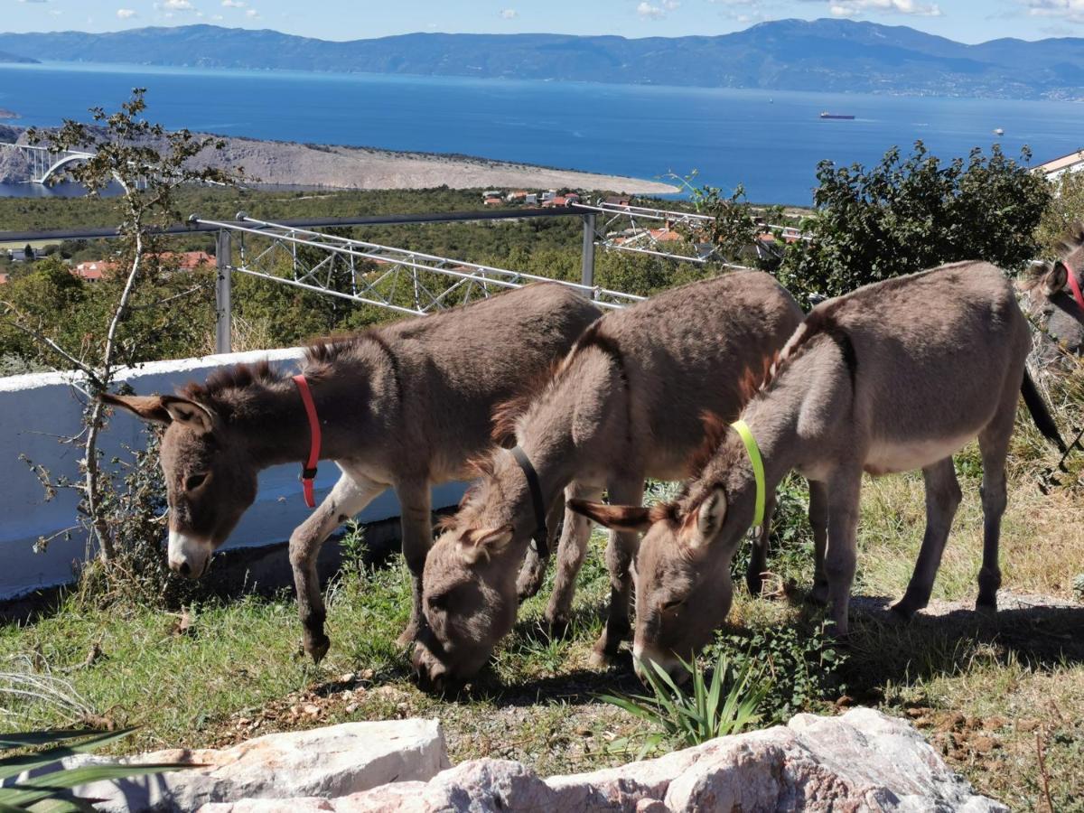 Suzi Donkey Farm With Seaview *
